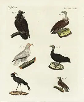 Bilderbuchfurkinder Prints: Vultures and eagles