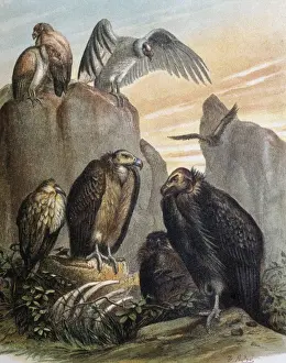 Falconiformes Prints: Vultures. Engraving after a drawing by a F. Padr