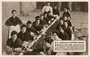 Aprons Gallery: W. P. Hartleys Aintree Works - Grading Seville oranges