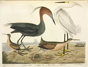 Ardeidae Gallery: Wading bird illustration by Alexander Wilson