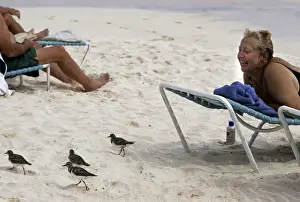 Wading Prints: Wading birds and female tourist on beach, Hamilton, Bermuda