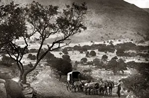 Wagon team, Little Hell, Elandsburg, Transvaal, South Africa