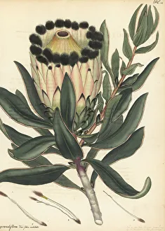 Herbarium Prints: Wagon tree, Protea nitida