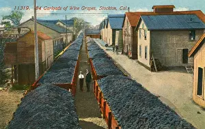 Wagonloads of Wine Grapes at Stockton, California, USA