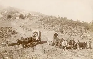 Wagons and horses