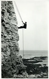 Bros Prints: Waind Bros. collecting eggs - Flamborough, Yorkshire