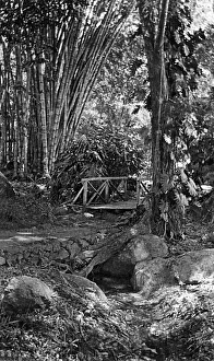 Images Dated 15th June 2016: Walk near Government Cottage, Seychelles