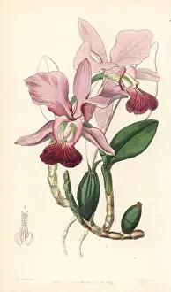 Cattleya Prints: Walkers cattleya orchid, Cattleya walkeriana