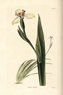 Apostles Collection: Walking iris, Neomarica humilis