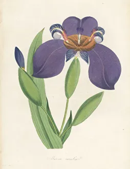 Volume 1 Prints: Walking iris, Trimezia coerulea