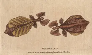 Walking leaf insect, Phyllium siccifolium