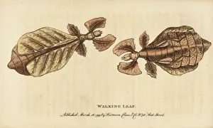 Georgeedwards Prints: Walking leaf insect, Phyllium species