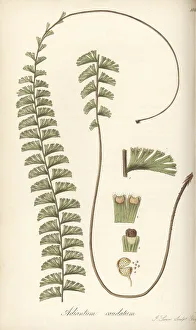 Walking maidenhair fern, Adiantum caudatum