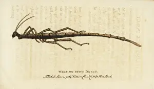 Walking stick insect