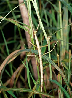 Stick Collection: Walking Stick / Stick Insect