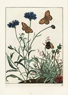 Accurate Gallery: Wall butterfly, Lasiommata megera, on cornflower