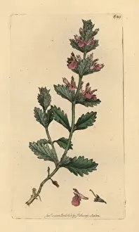 Wall germander, Teucrium chamaedrys