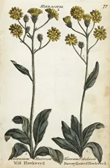 Wall hawkweed and succory-leaved hawkweed