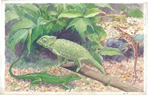 Wall Lizard Ocellotted Green Chameleon at London