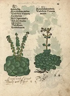 Lesser Prints: Wall pennywort and lesser pennywort species