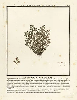 Colour Printing Prints: Wall-rue, Asplenium ruta-muraria