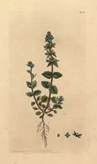 Wall speedwell, Veronica arvensis
