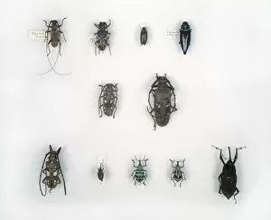 Alfred Russel Wallace Gallery: Wallaces beetles