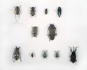 Alfred Russel Gallery: Wallaces beetles