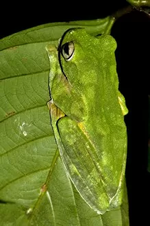 Amphibians Collection: A Wallaces Flying Frog hides in a leaf in undergrowth