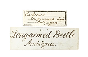 Images Dated 30th March 2012: Wallaces Long armed beetle