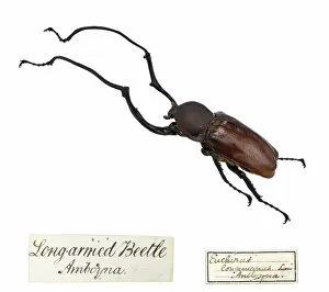 Amboyna Collection: Wallaces Long armed beetle