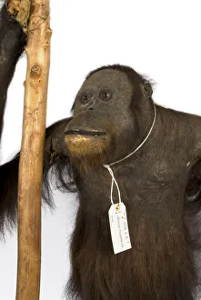 Images Dated 28th August 2018: Wallaces Orang Utan