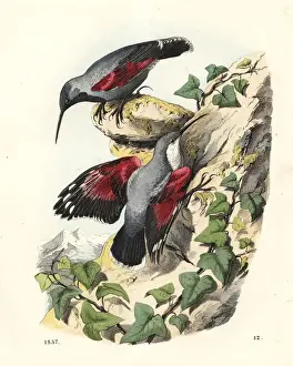 Wallcreepers, Tichodroma muraria, perched on rocks