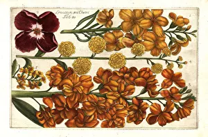 Arena Gallery: Wallflower, Erysimum cheiri