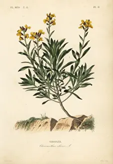 Wallflower, Erysimum cheiri