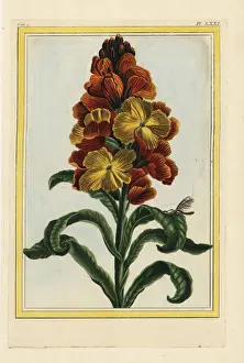 Curieuses Prints: Wallflower, Erysimum cheiri or Cheiranthus cheiri