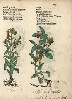 Tagetes Prints: Wallflower, Erysimum cheiri, and French marigold