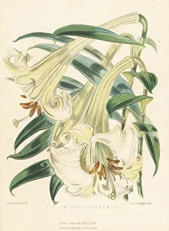 Wallich's lily, Lilium wallichianum var. neilgherrense