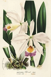 Wallis Gallery: Wallis cattleya orchid, Cattleya wallisii