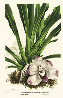 Wallis Gallery: Wallis pescatorea orchid, Pescatoria wallisii