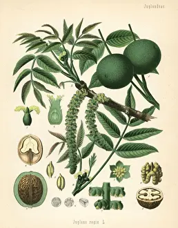 Walnut Prints: Walnut, Juglans regia