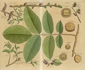 Walnut / Leaves / Branch &c