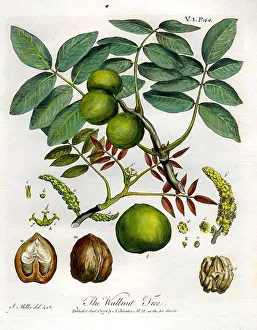 Walnut Tree