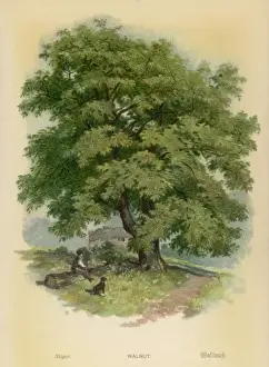 Walnut Tree