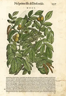 Anazarbeo Gallery: Walnut tree, Juglans major