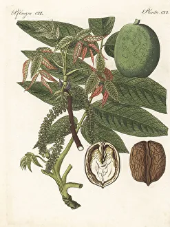 Walnut Prints: Walnut tree, Juglans regia