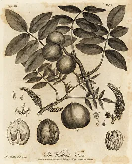 Silva Prints: Walnut tree, Juglans regia