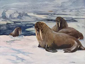 WALRUS 1909
