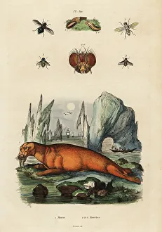 Adolph Fries Prints: Walrus and flies