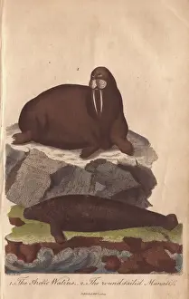 Edwards Prints: Walrus and manati, Odobenus rosmarus and Trichechus manatus